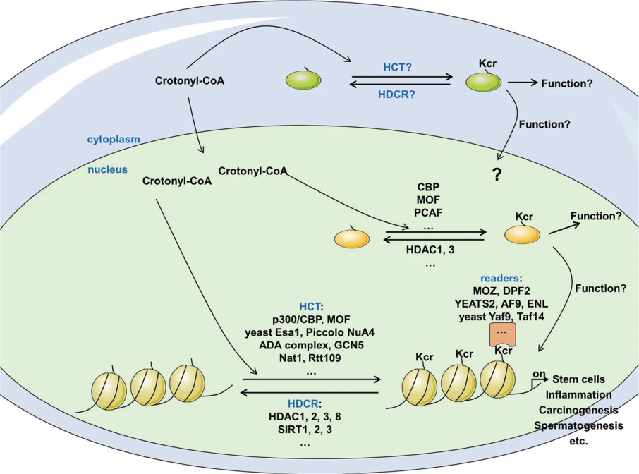 Advancements in Protein Methylation Research